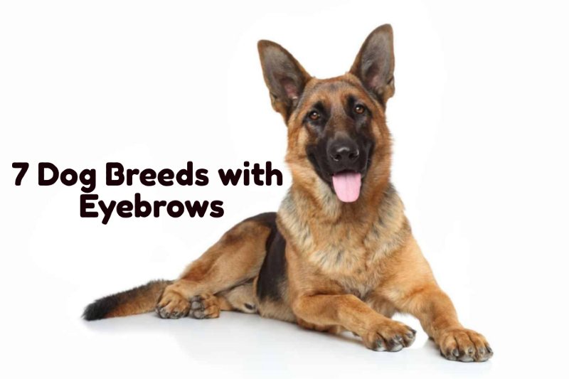 7 Dog Breeds with Eyebrows