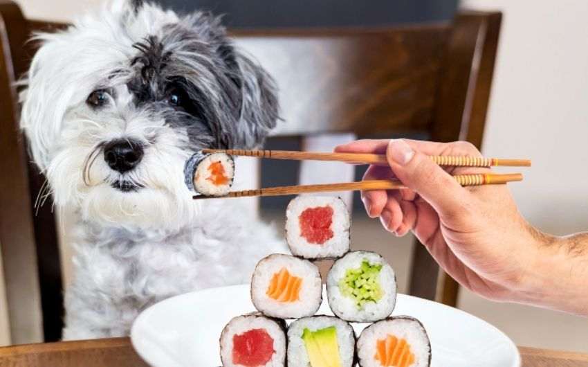 Benefits of Feeding Your Dog Sushi