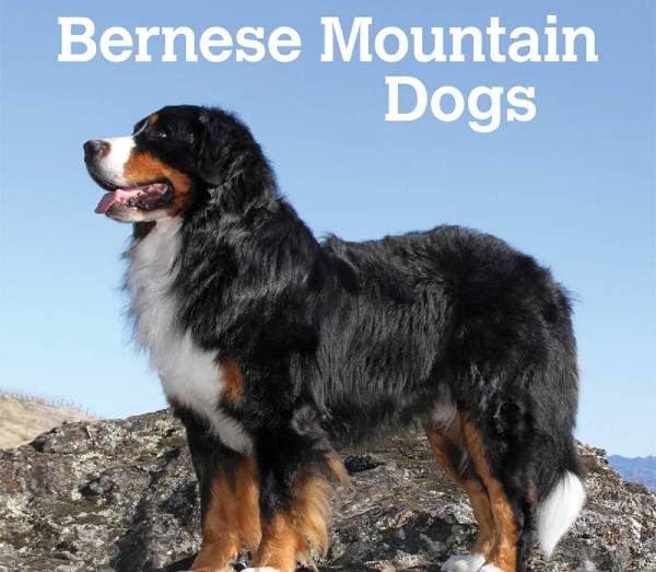 Dog Breeds with Eyebrows, Bernese Mountain Dog