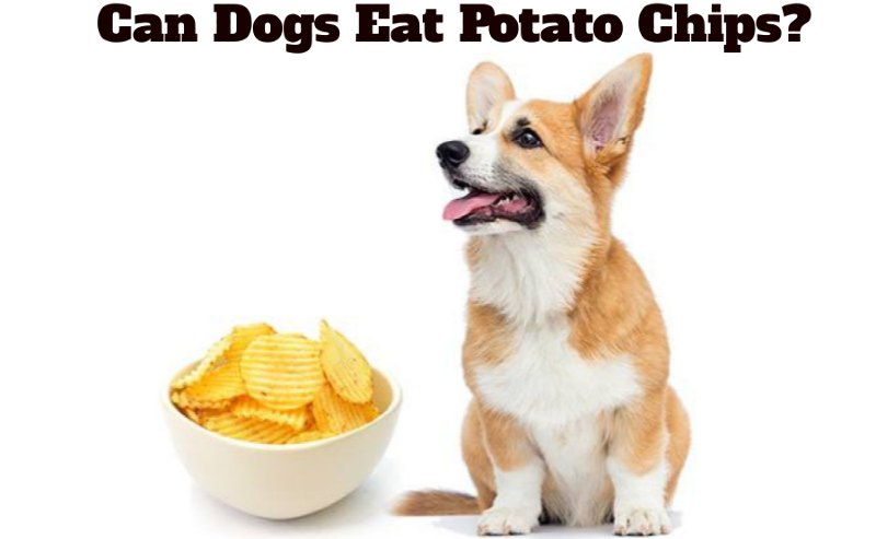 Can Dogs Eat Potato Chips? (Rizza) - dogszine.com