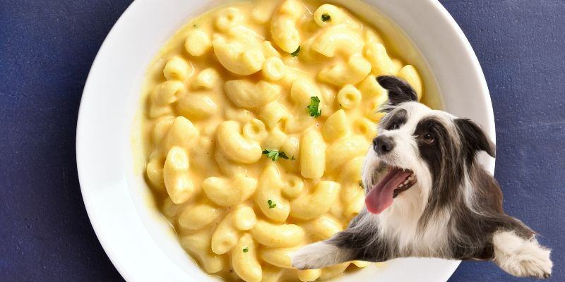 Can Mac and Cheese be Dangerous to Dogs