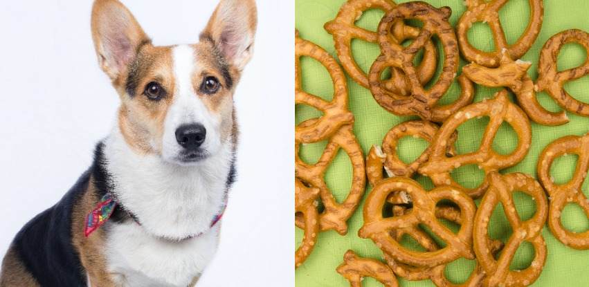 can-dogs-eat-pretzels-dogszine