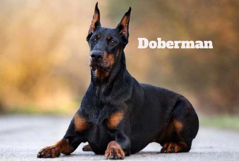 Dog Breeds with Eyebrows, Doberman