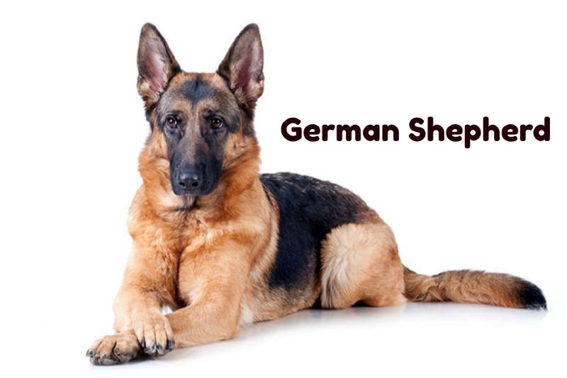 Dog Breeds with Eyebrows, German Shepherd