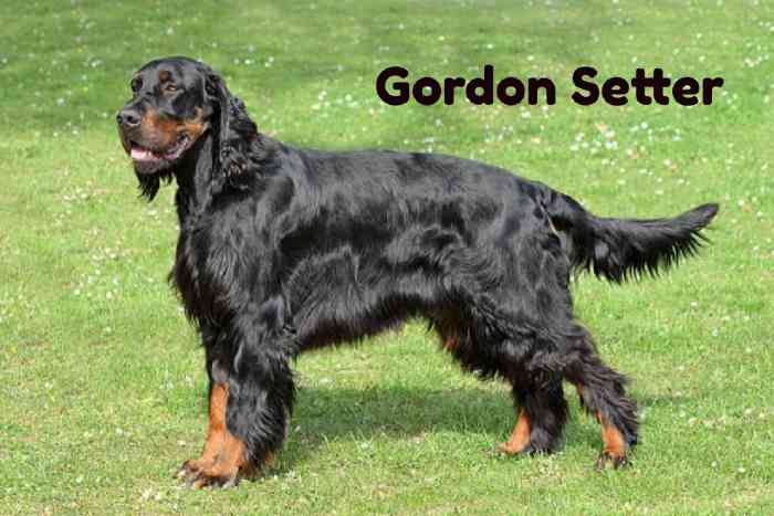 Dog Breeds with Eyebrows, Gordon Setter
