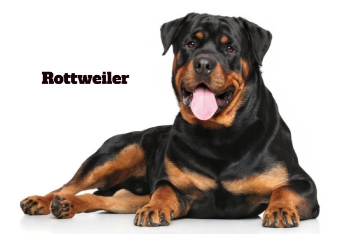 Dog Breeds with Eyebrows, Rottweiler