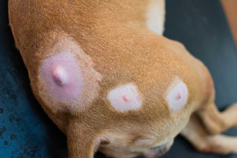 Dog Skin Cancer Lump