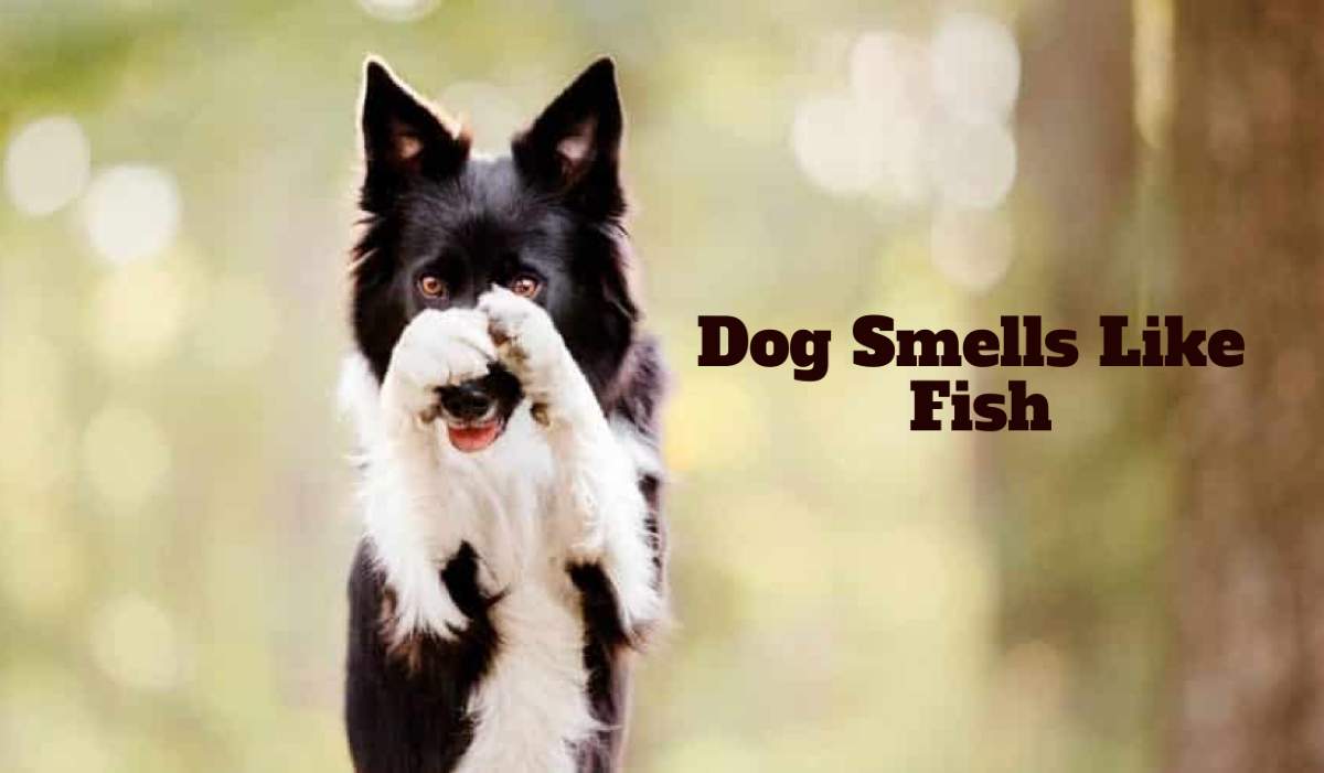 Dog Smells Like Fish 