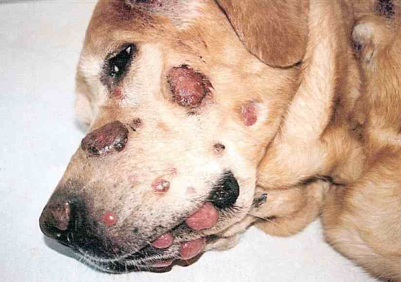 Histiocytic Cell Tumors in Dogs