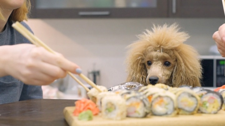What Sushi To Give Your Dog