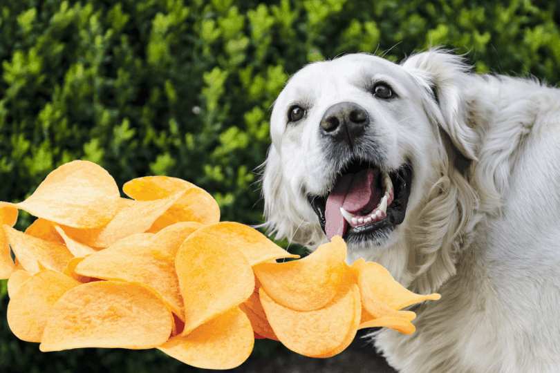 Why Shouldn’t Dogs Eat Potato Chips