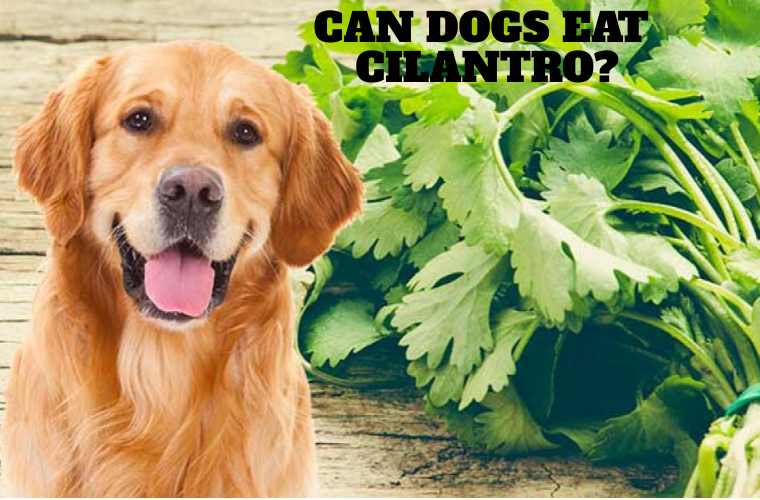Can Dogs Eat Cilantro? - dogszine.com
