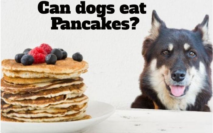 Can Dogs Eat Pancakes