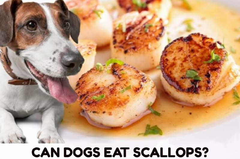 Can Dogs Eat Scallops? - dogszine.com