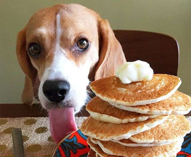 Can dogs eat pancakes?